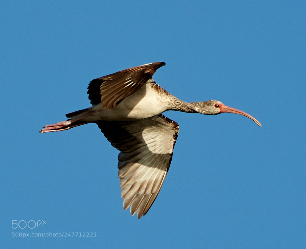 Canon EOS-1D X Mark II sample photo. 02-28-18-0005796.jpg photography