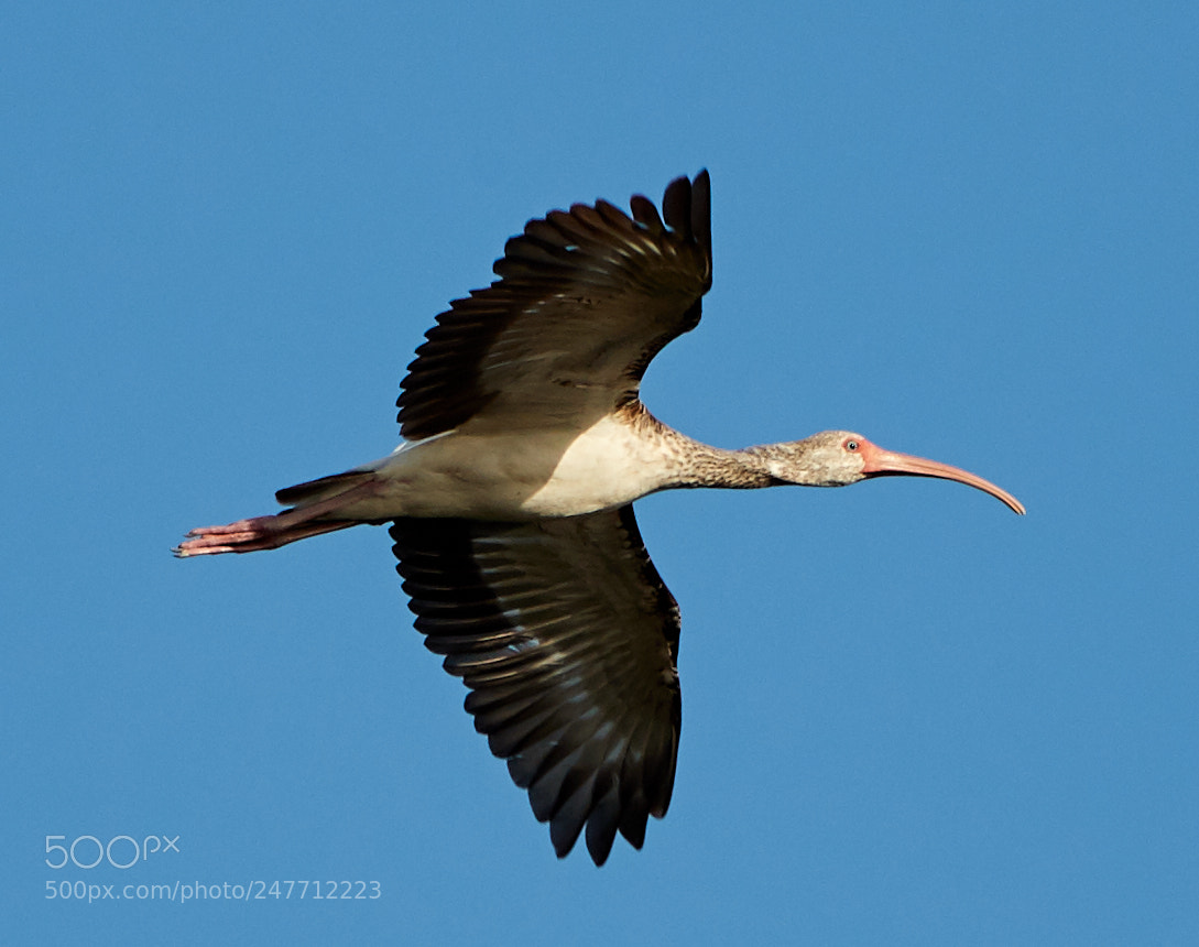Canon EOS-1D X Mark II sample photo. 02-28-18-0005795.jpg photography
