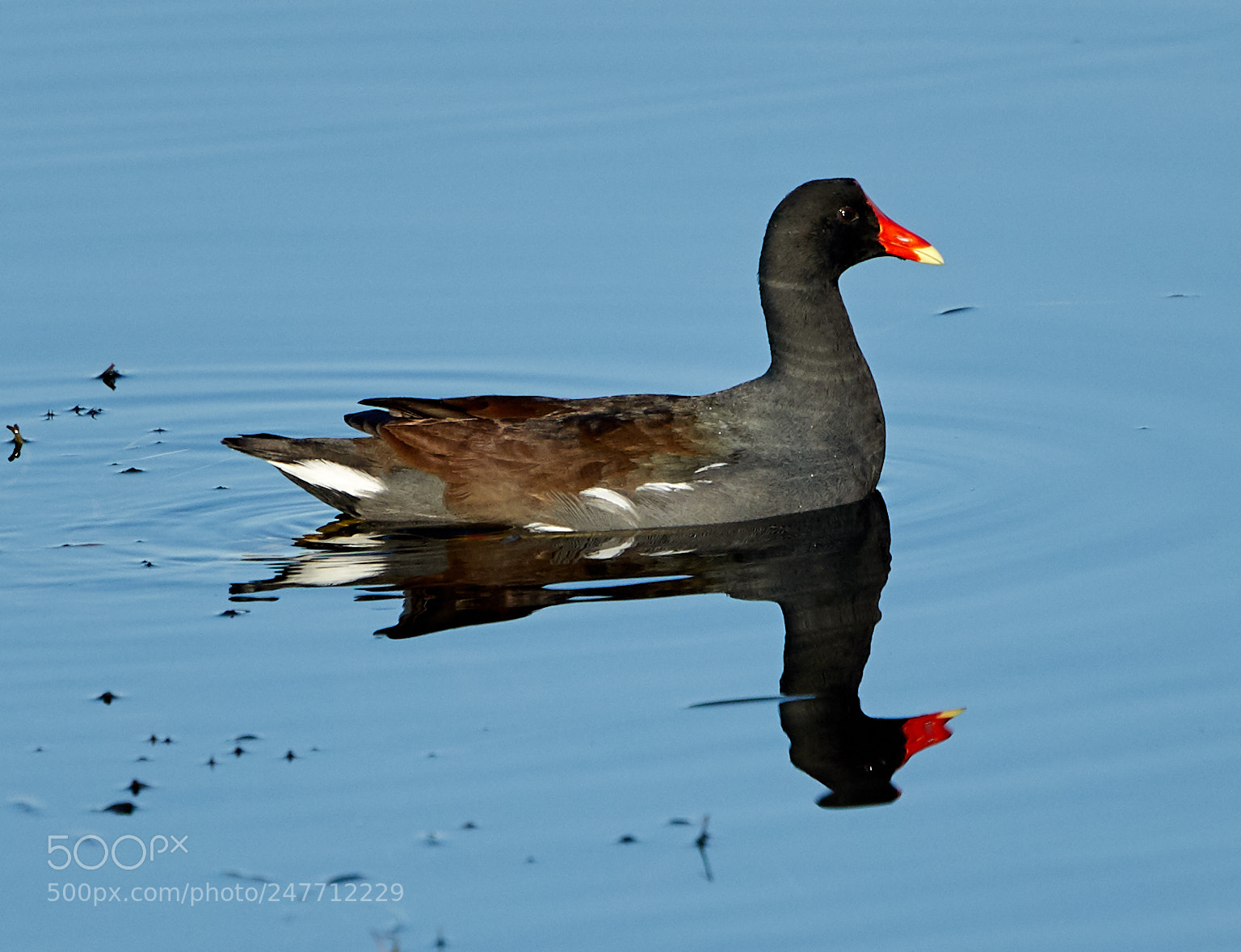 Canon EOS-1D X Mark II sample photo. 02-28-18-0005792.jpg photography