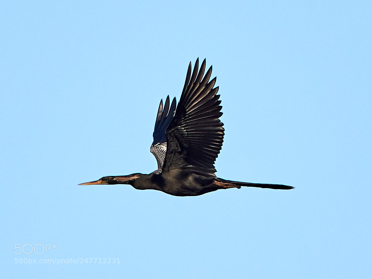 Canon EOS-1D X Mark II sample photo. 02-28-18-0005791.jpg photography