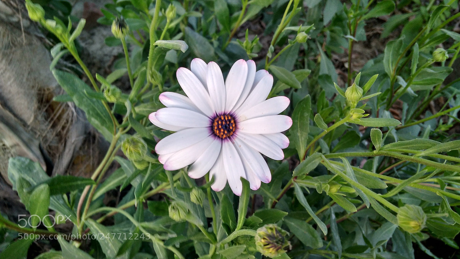 Xiaomi Redmi 4A sample photo. Tiny white flower photography