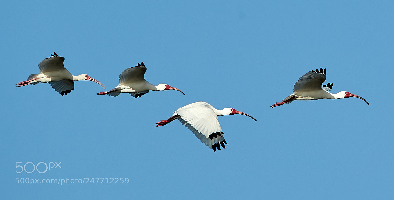 Canon EOS-1D X Mark II sample photo. 02-28-18-0005787 2.jpg photography