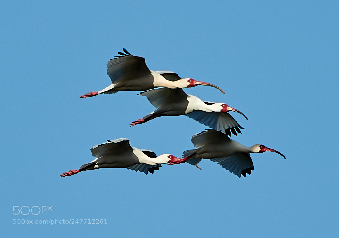 Canon EOS-1D X Mark II sample photo. 02-28-18-0005787 1.jpg photography