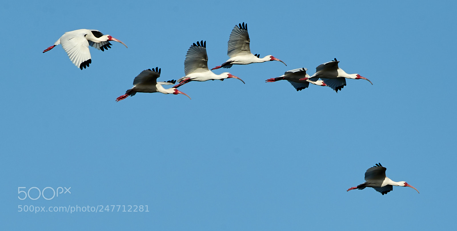 Canon EOS-1D X Mark II sample photo. 02-28-18-0005785 2.jpg photography