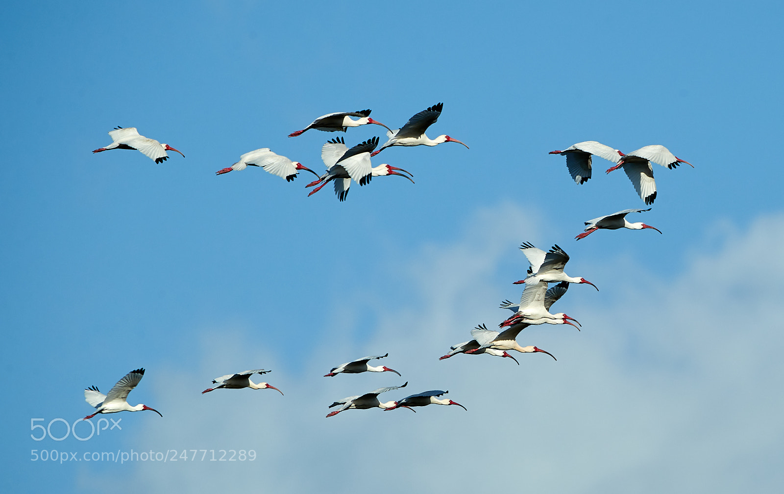 Canon EOS-1D X Mark II sample photo. 02-28-18-0005784.jpg photography