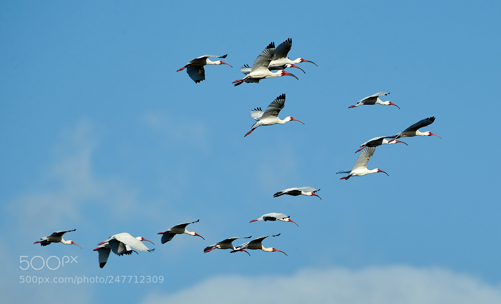 Canon EOS-1D X Mark II sample photo. 02-28-18-0005783.jpg photography