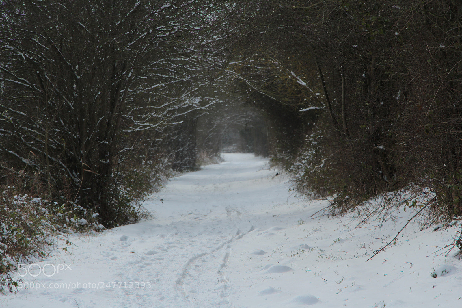 Canon EOS 700D (EOS Rebel T5i / EOS Kiss X7i) sample photo. Img photography