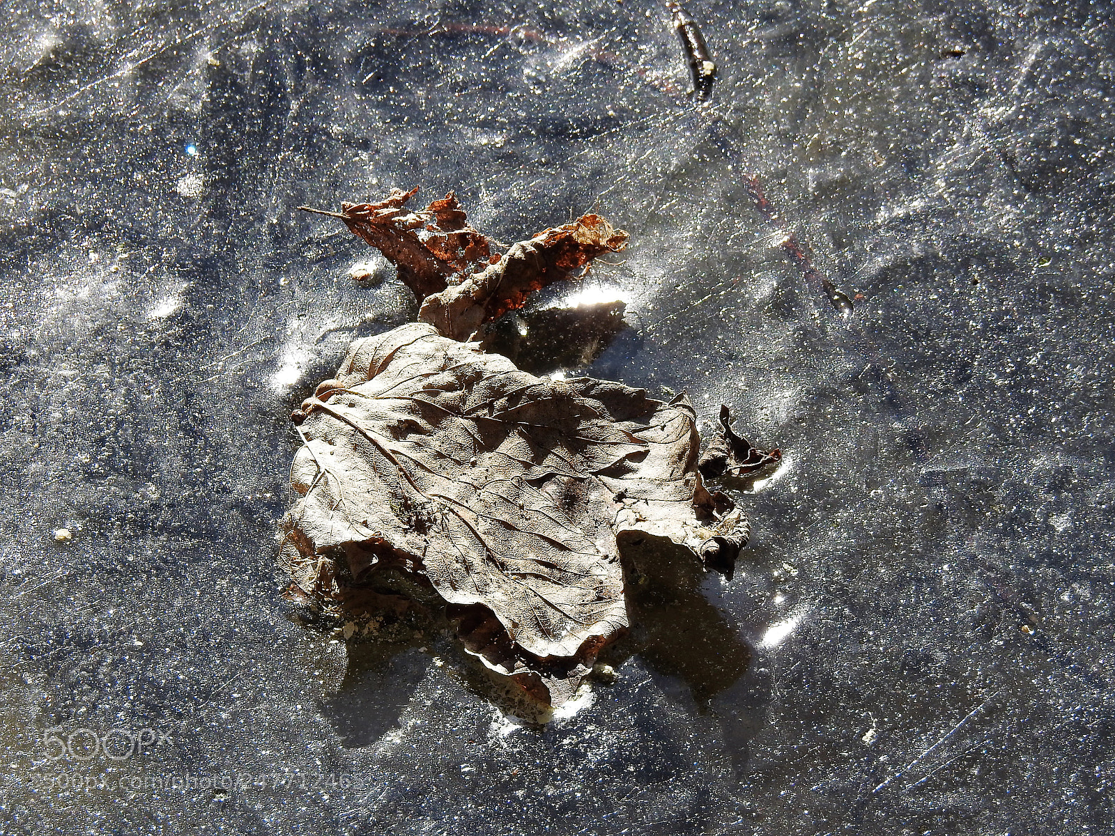 Nikon Coolpix P900 sample photo. Stillness on ice photography