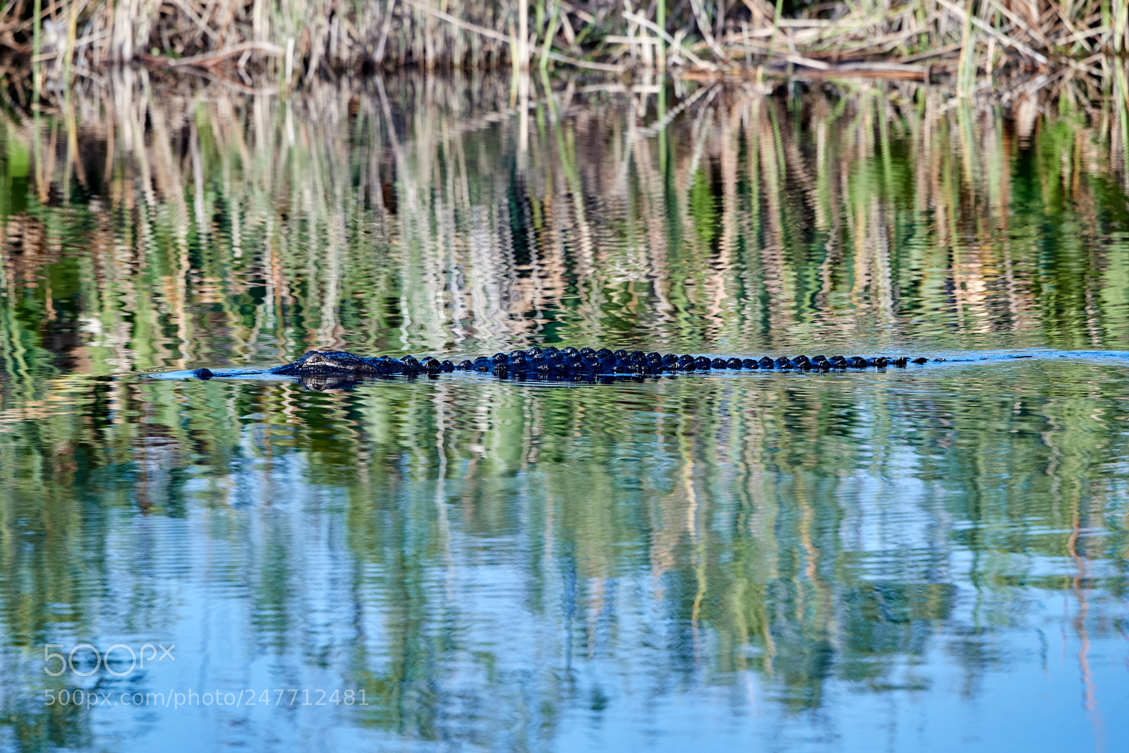 Canon EOS-1D X Mark II sample photo. 02-28-18-0005802.jpg photography