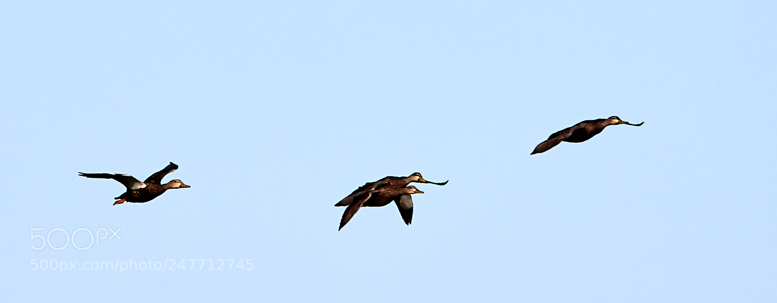 Canon EOS-1D X Mark II sample photo. 02-28-18-0005741.jpg photography
