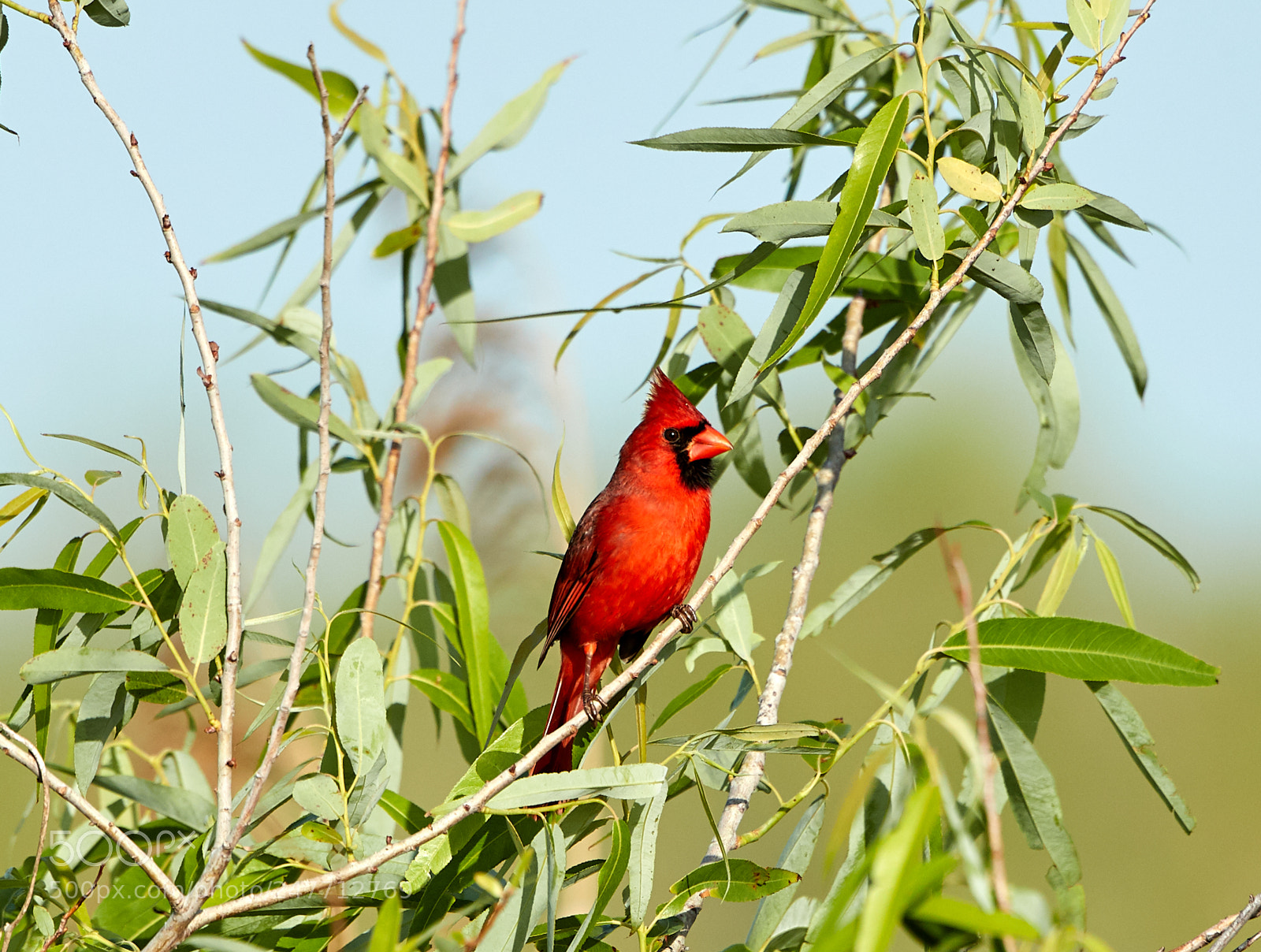 Canon EOS-1D X Mark II sample photo. 02-28-18-0005733.jpg photography