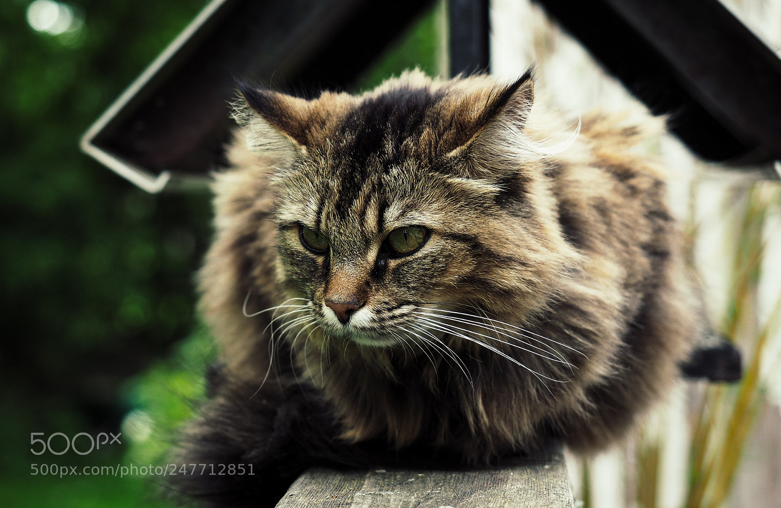 Olympus OM-D E-M5 II sample photo. Norwegian cat photography