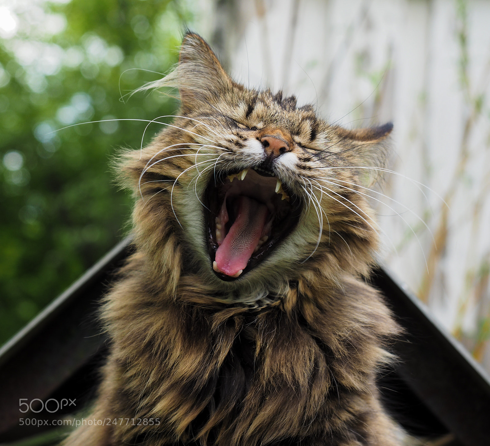 Olympus OM-D E-M5 II sample photo. Yawning cat photography