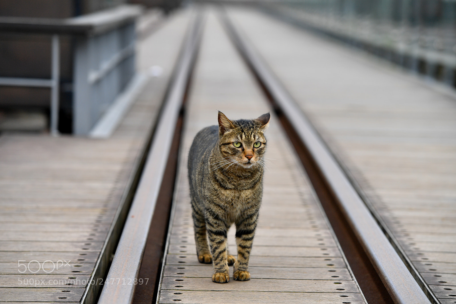 Nikon D5 sample photo. Cat photography