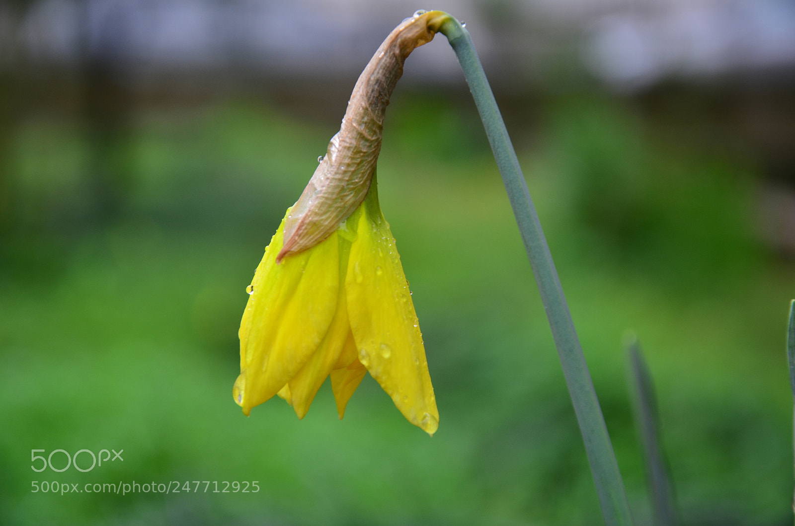 Nikon D5100 sample photo. E photography