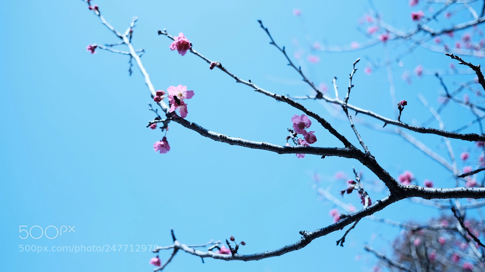 Fujifilm X-E3 sample photo. Sakura season. photography