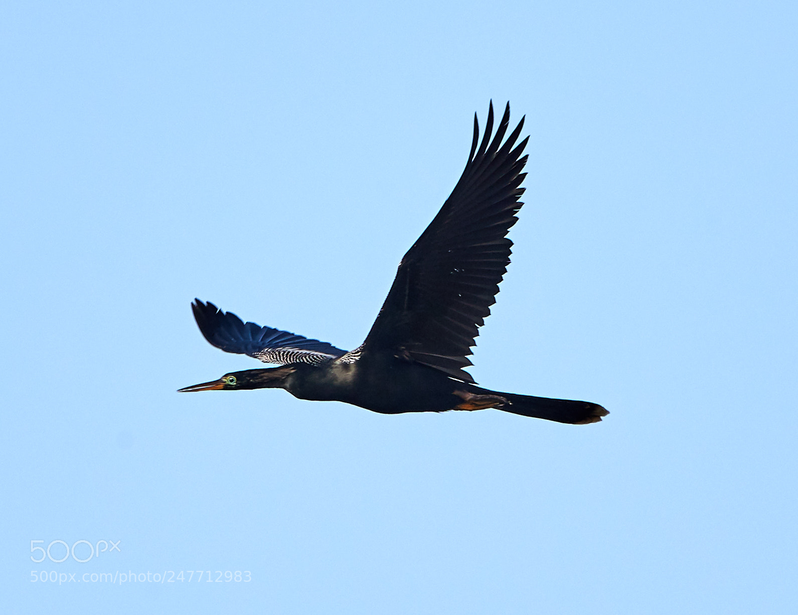 Canon EOS-1D X Mark II sample photo. 02-28-18-0005636.jpg photography