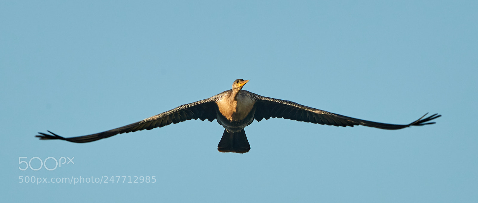 Canon EOS-1D X Mark II sample photo. 02-28-18-0005716.jpg photography