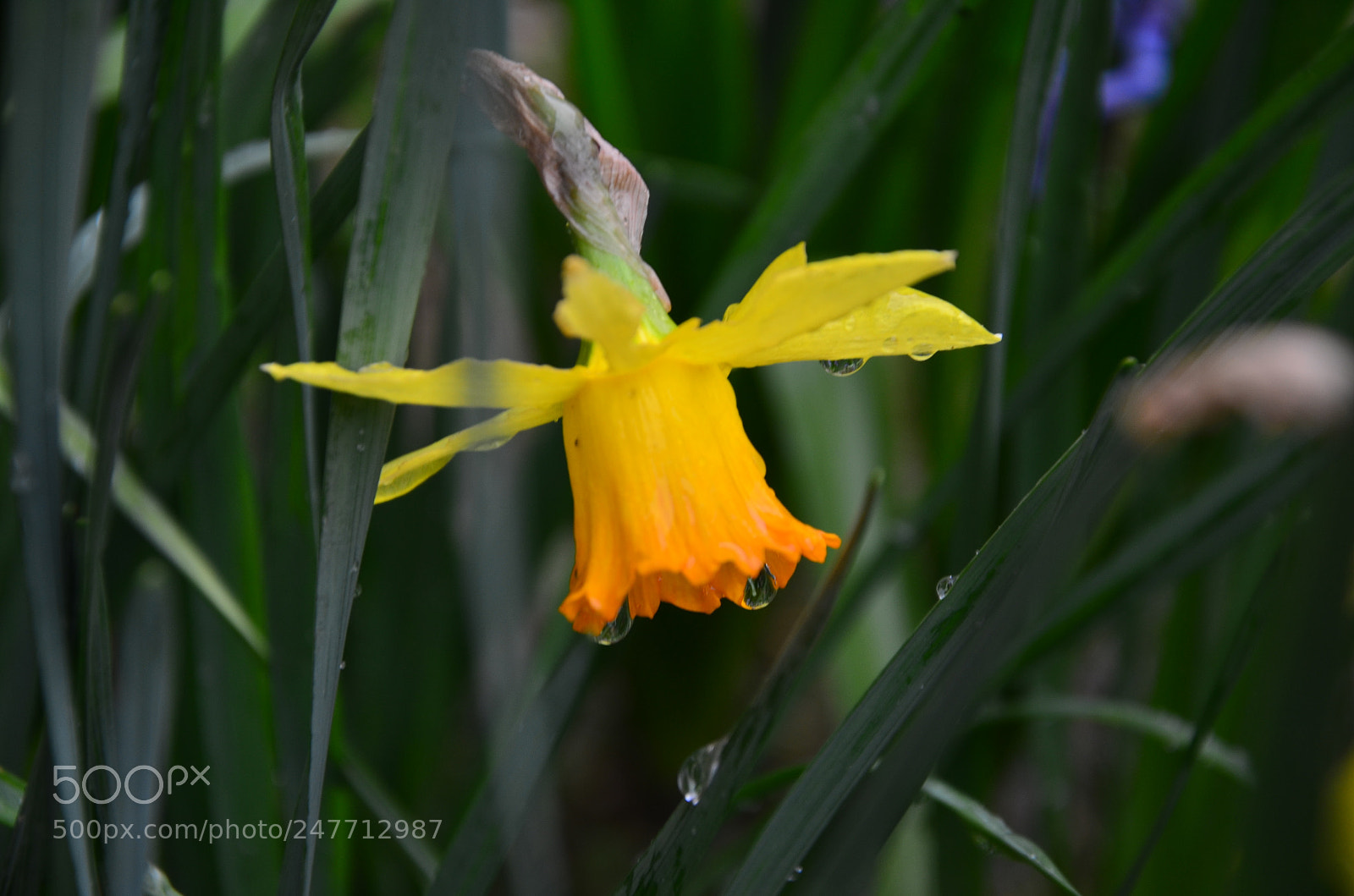 Nikon D5100 sample photo. Ya mur e li photography