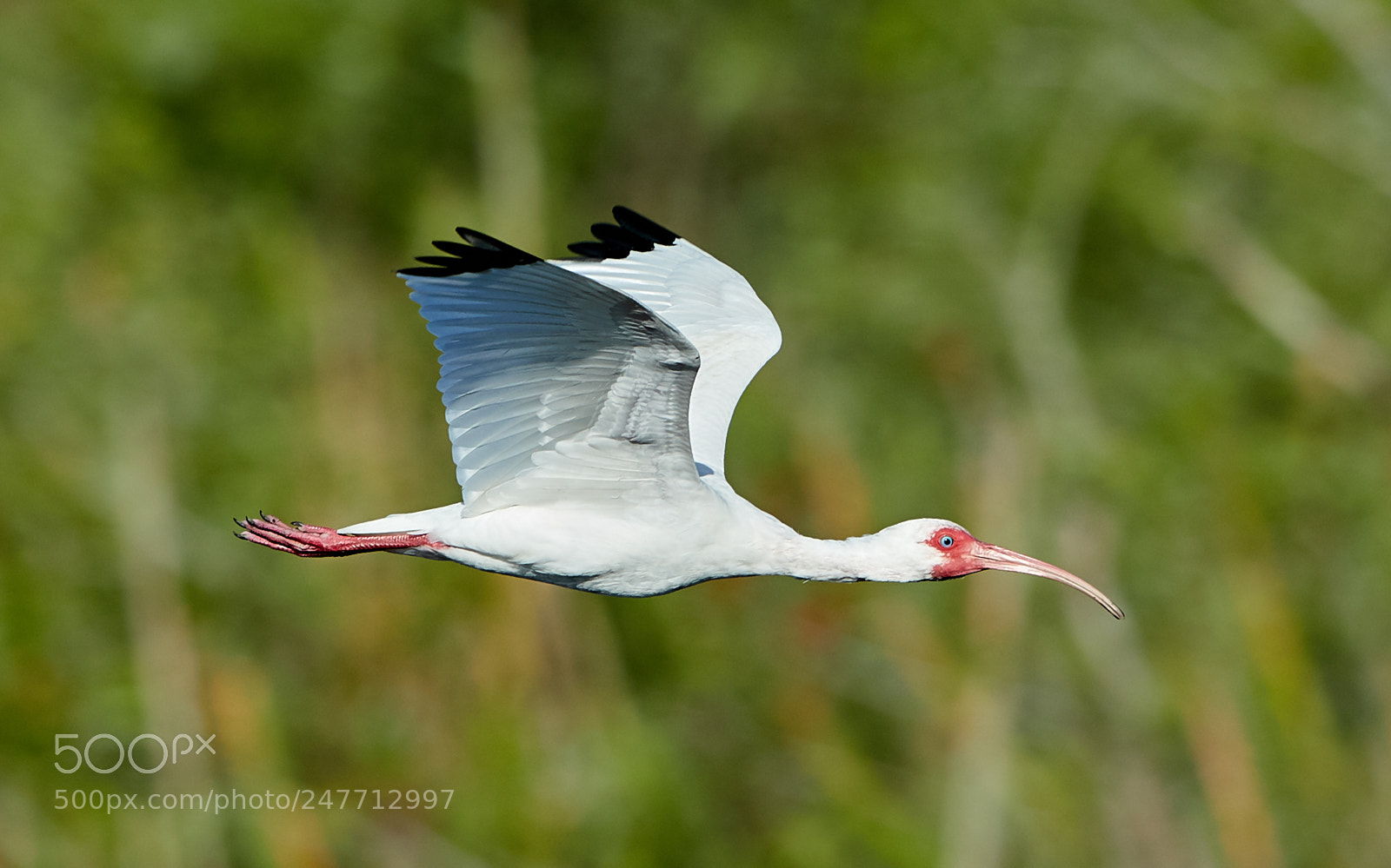 Canon EOS-1D X Mark II sample photo. 02-28-18-0005635.jpg photography