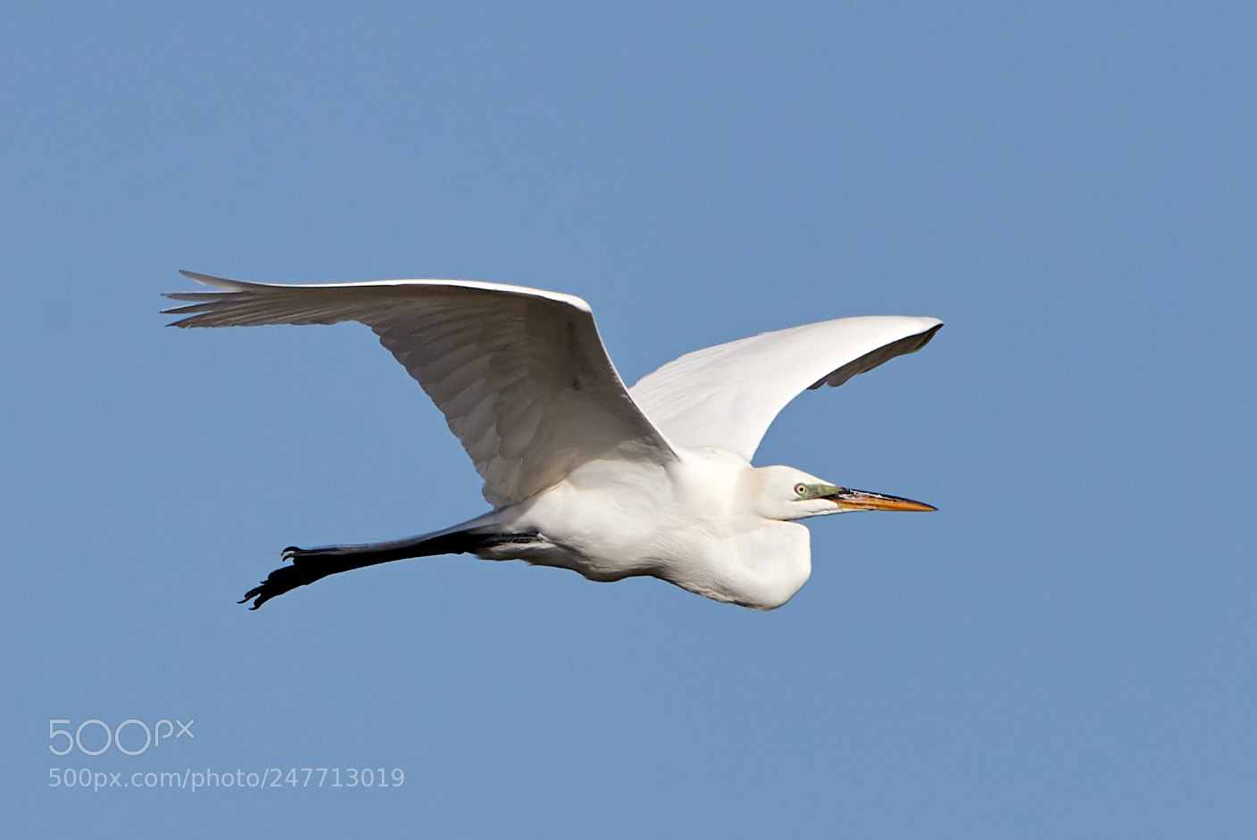 Canon EOS-1D X Mark II sample photo. 02-28-18-0005611.jpg photography