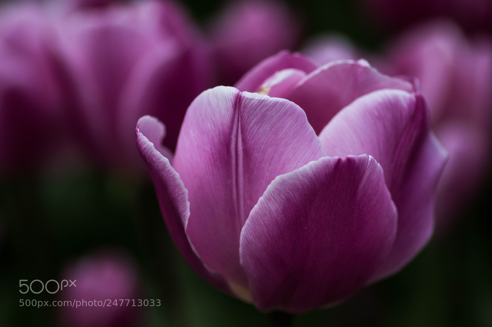 Canon EOS 80D sample photo. Ich will frühling photography