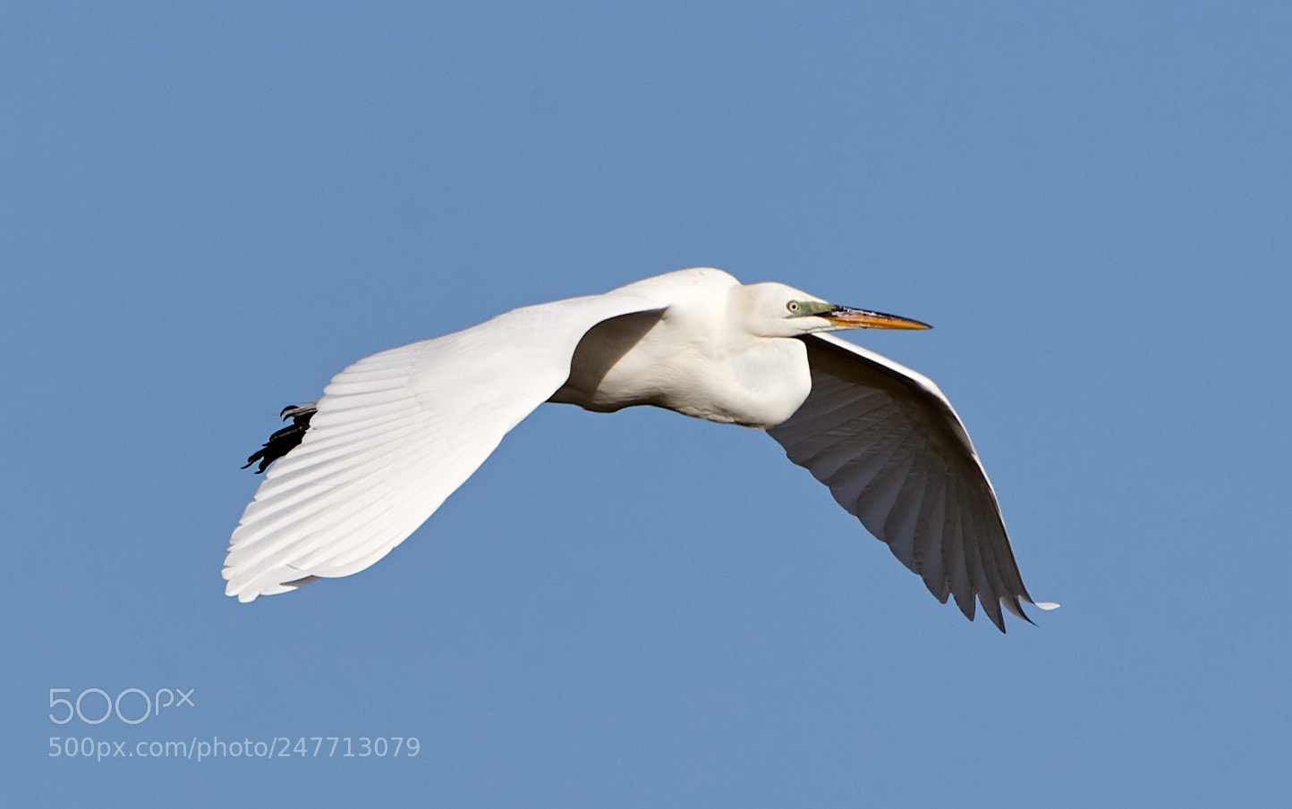 Canon EOS-1D X Mark II sample photo. 02-28-18-0005610.jpg photography
