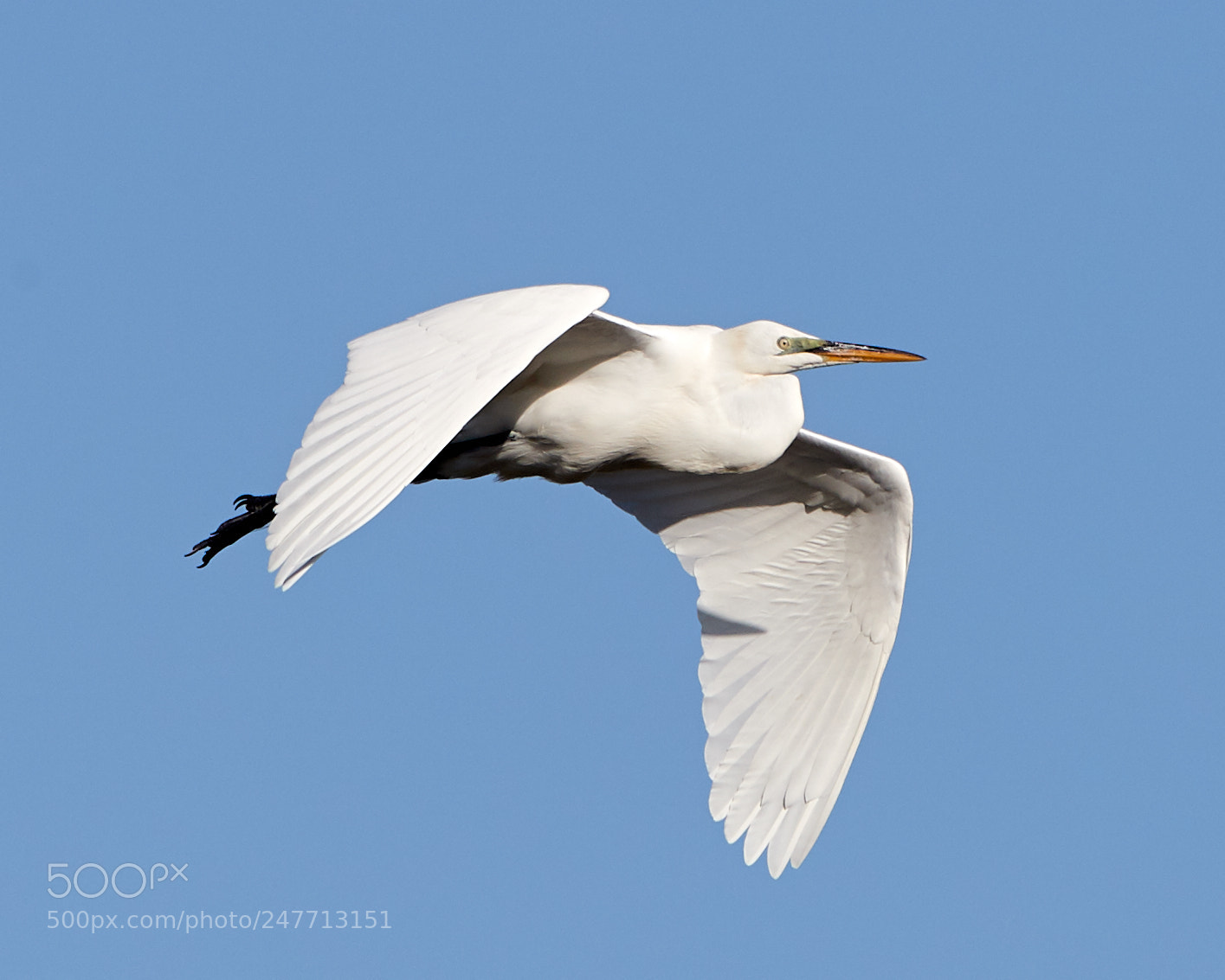 Canon EOS-1D X Mark II sample photo. 02-28-18-0005607.jpg photography