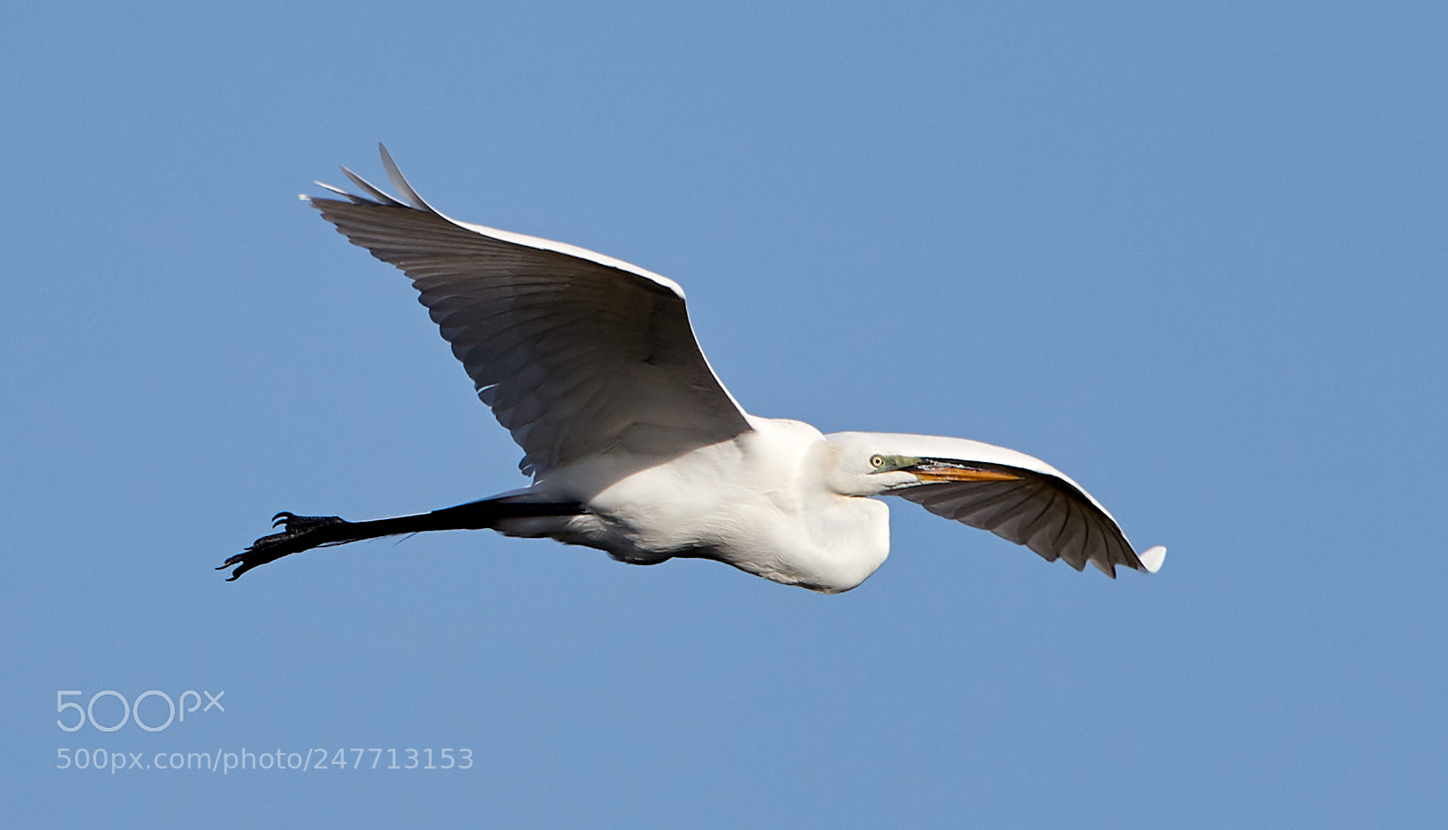 Canon EOS-1D X Mark II sample photo. 02-28-18-0005606.jpg photography
