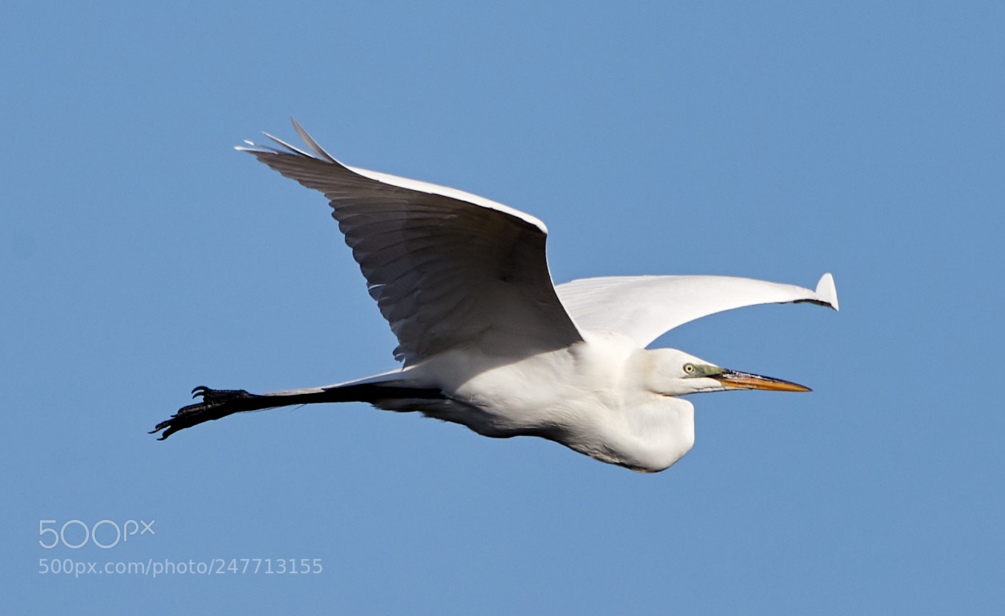 Canon EOS-1D X Mark II sample photo. 02-28-18-0005605.jpg photography