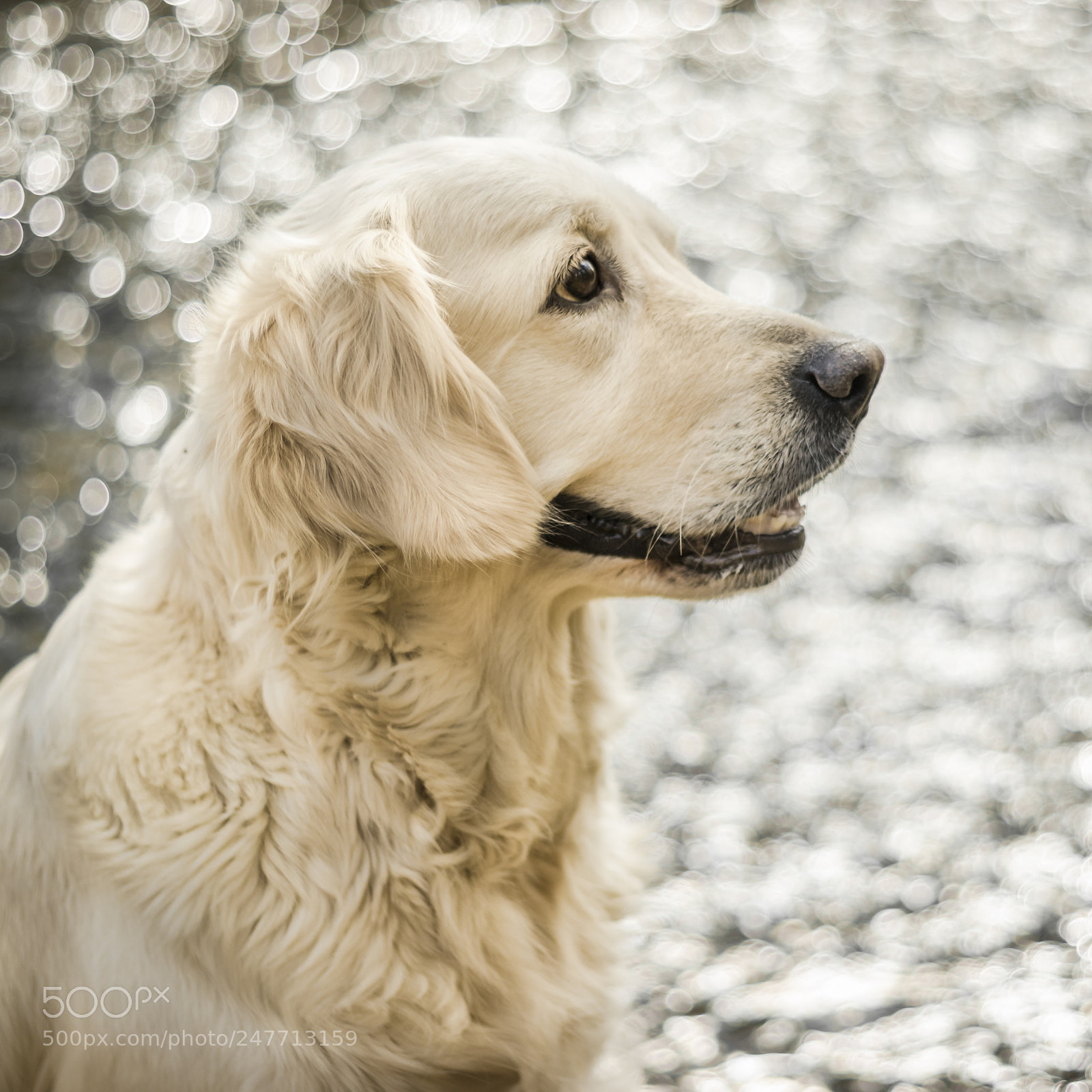 Canon EOS 80D sample photo. Golden bokeh retriever photography