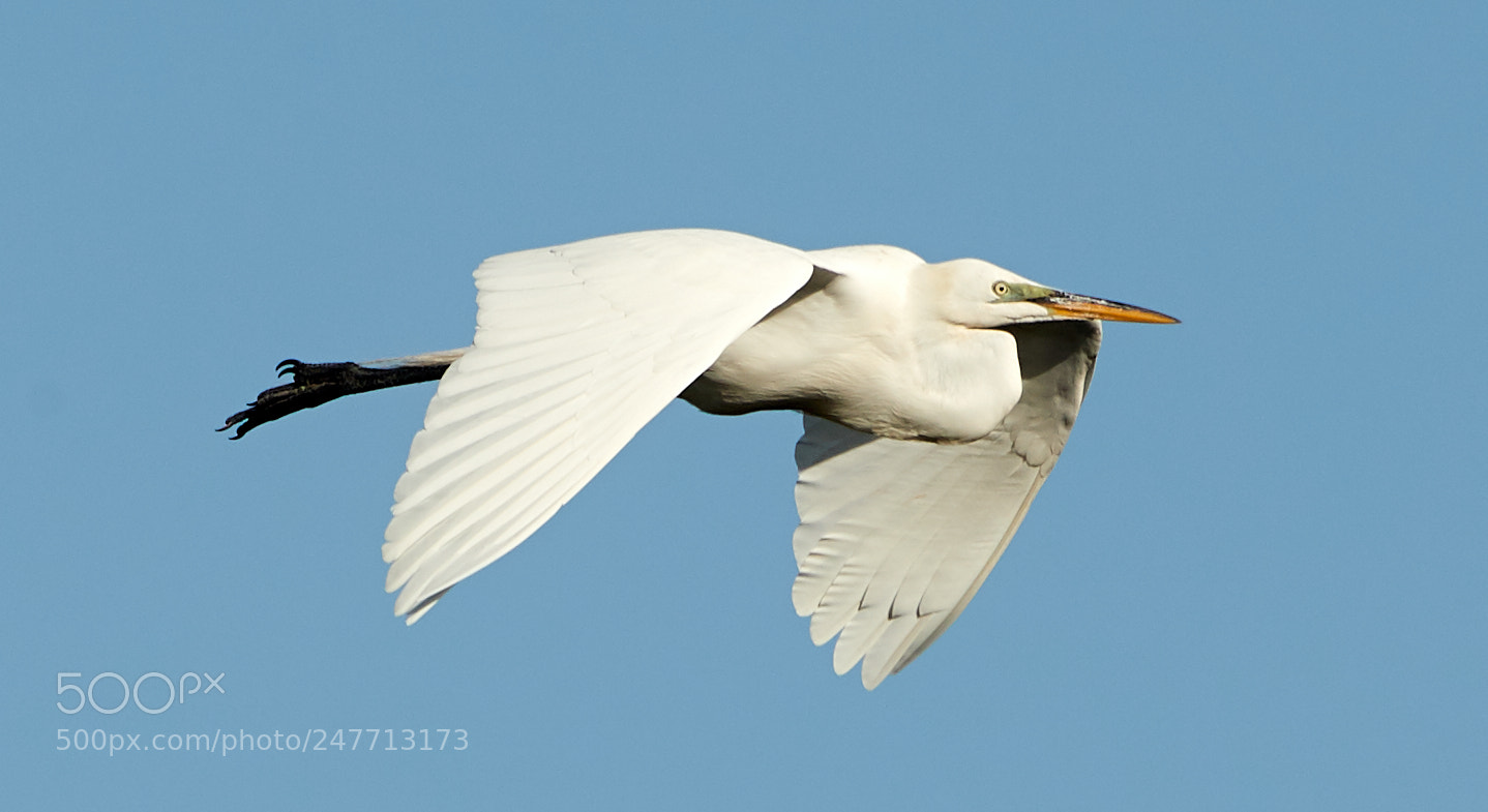 Canon EOS-1D X Mark II sample photo. 02-28-18-0005604.jpg photography