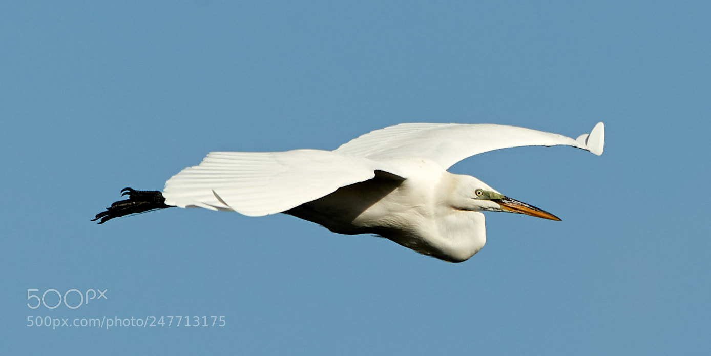 Canon EOS-1D X Mark II sample photo. 02-28-18-0005603.jpg photography
