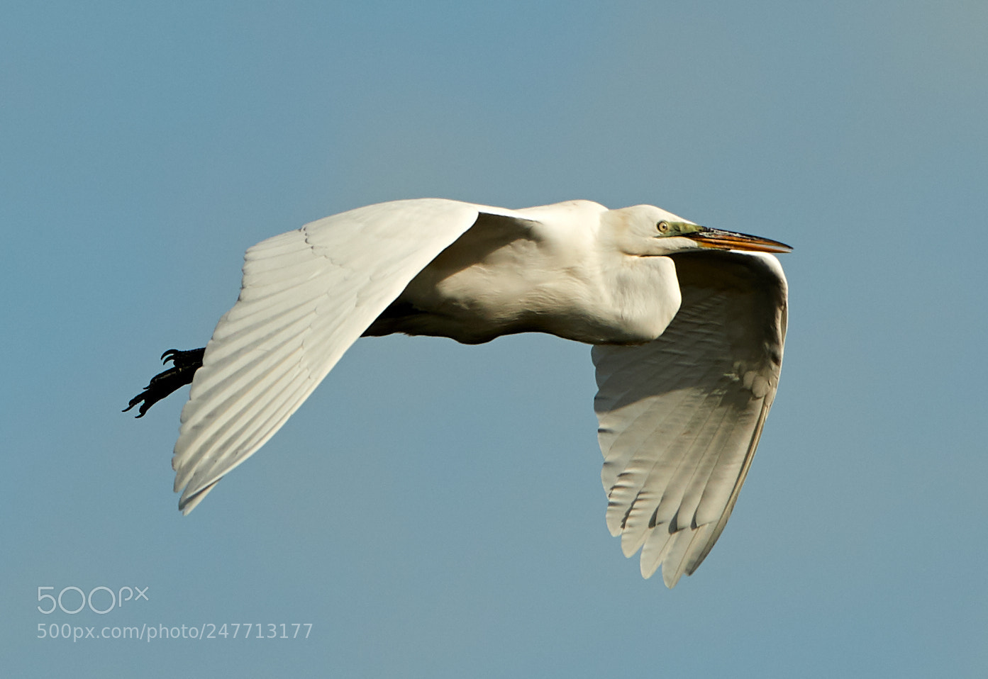 Canon EOS-1D X Mark II sample photo. 02-28-18-0005602.jpg photography