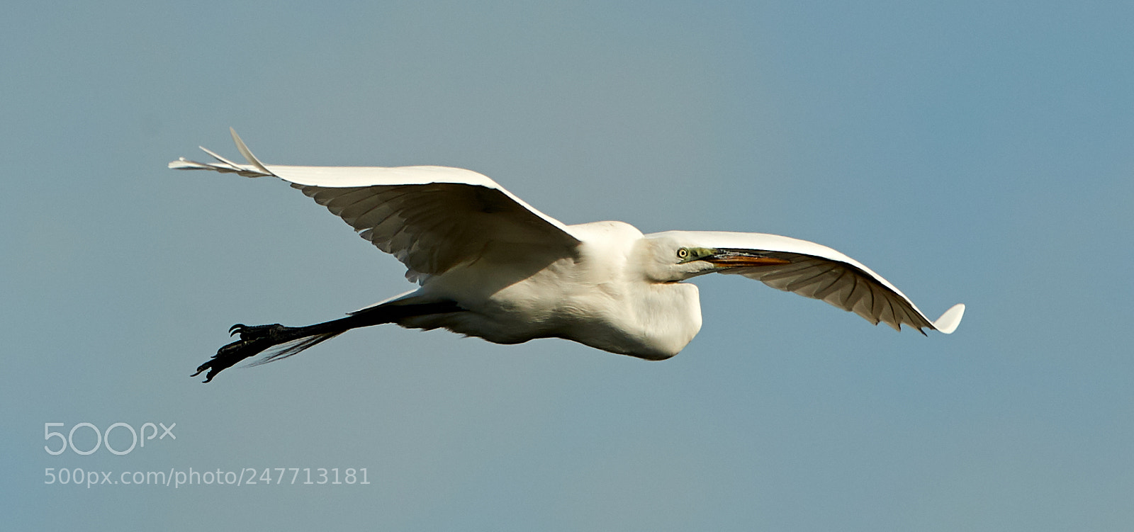 Canon EOS-1D X Mark II sample photo. 02-28-18-0005601.jpg photography