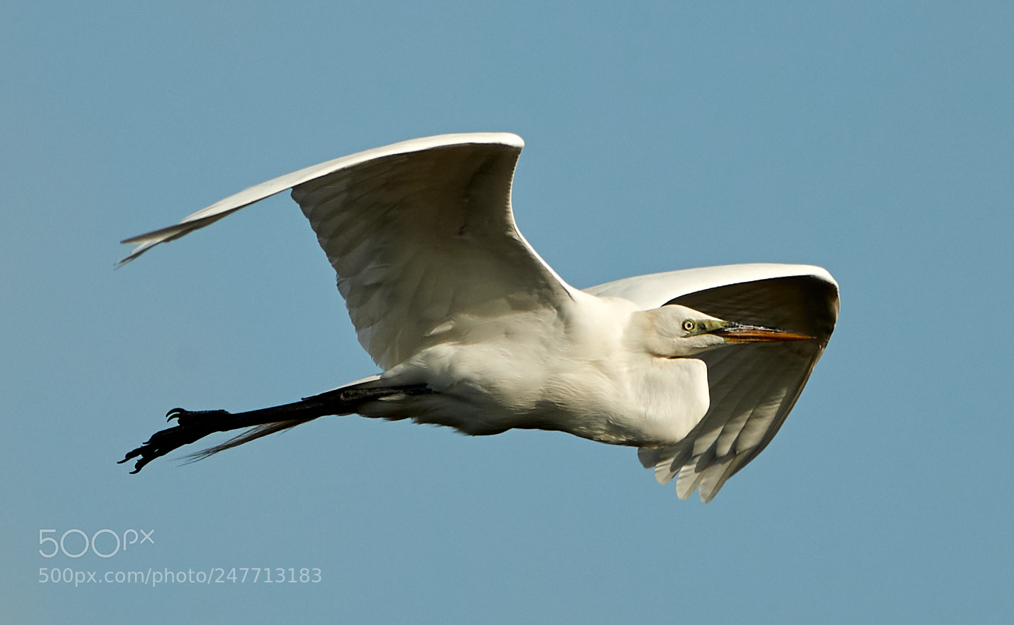 Canon EOS-1D X Mark II sample photo. 02-28-18-0005600.jpg photography