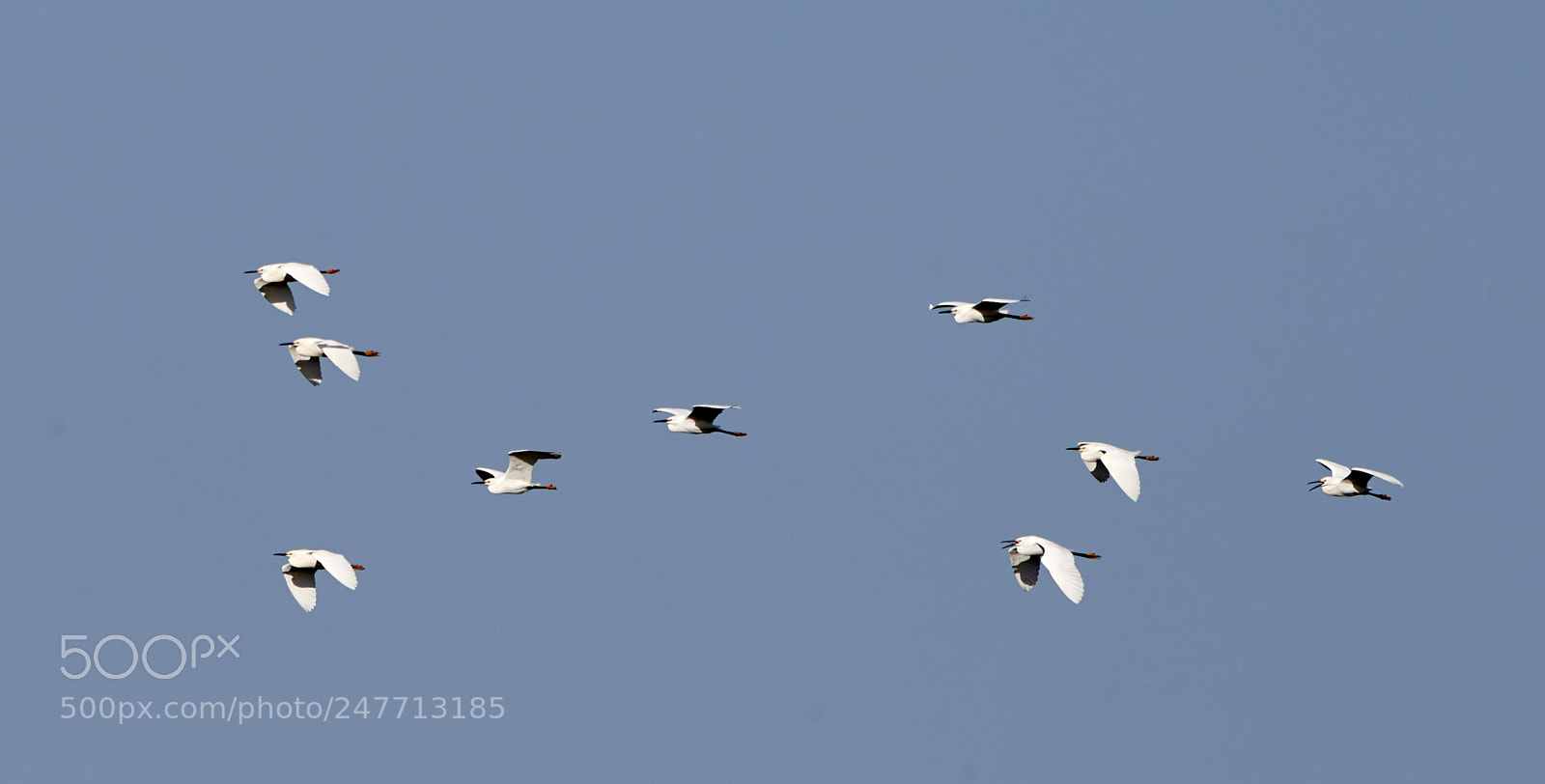 Canon EOS-1D X Mark II sample photo. 02-28-18-0005567.jpg photography