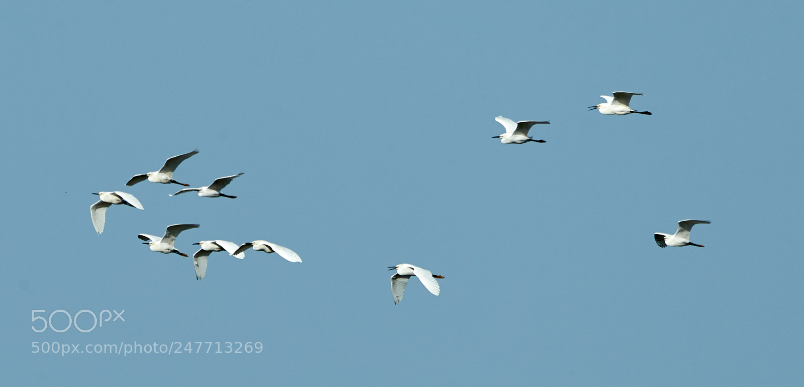 Canon EOS-1D X Mark II sample photo. 02-28-18-0005563.jpg photography