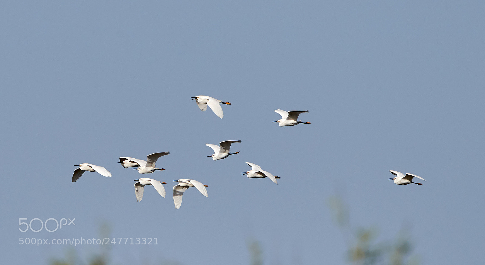 Canon EOS-1D X Mark II sample photo. 02-28-18-0005562.jpg photography