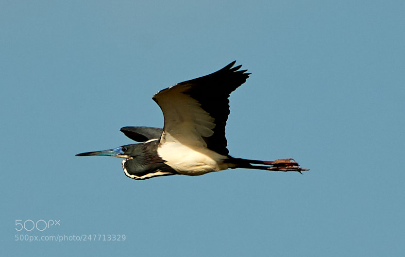 Canon EOS-1D X Mark II sample photo. 02-28-18-0005560.jpg photography