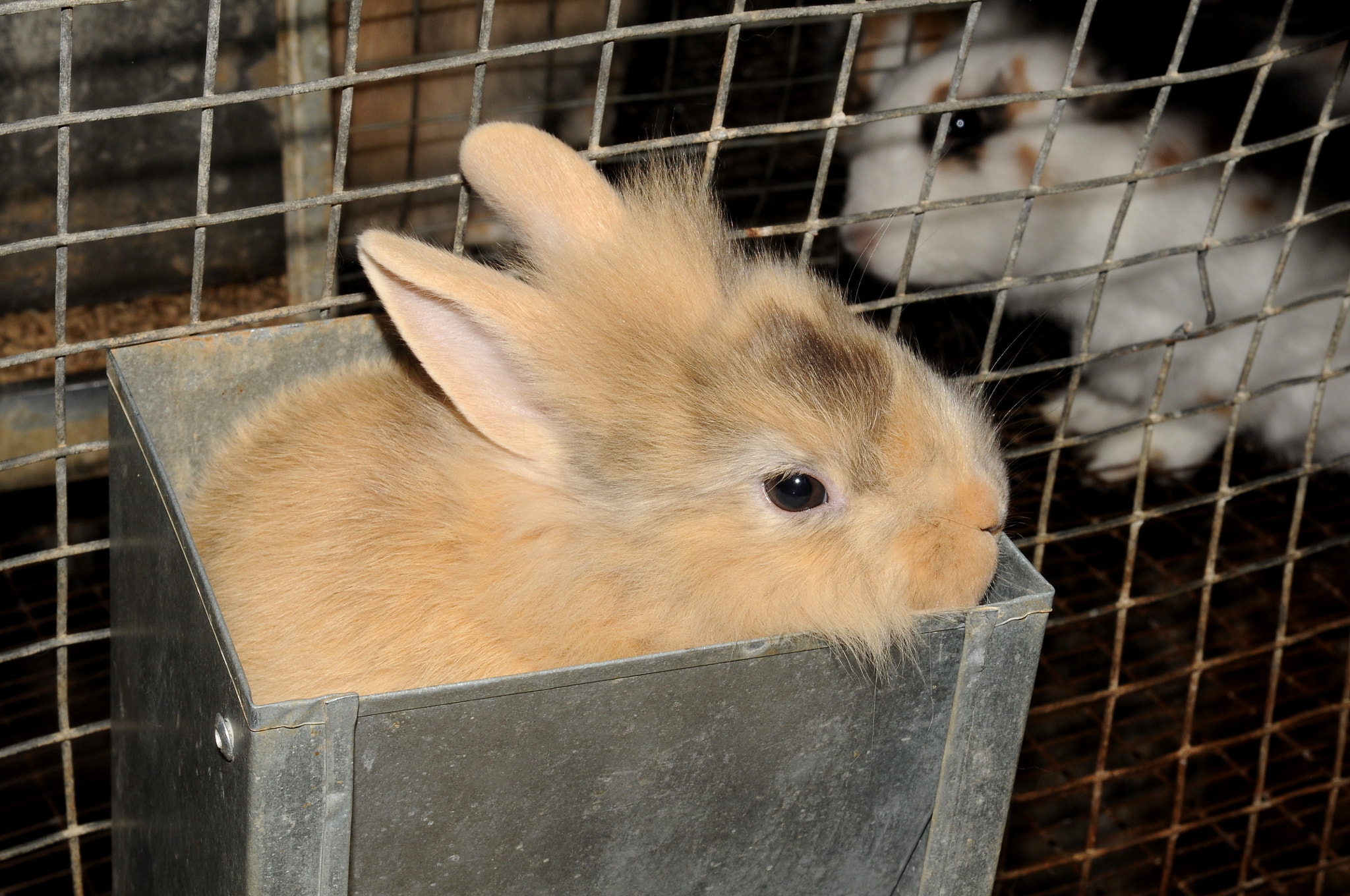 Nikon D300 sample photo. Lapin tete de lion photography