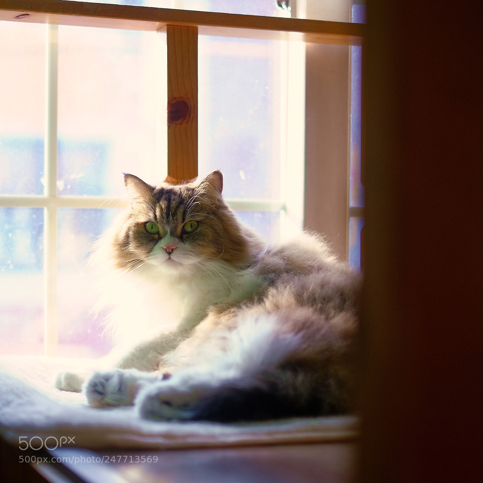 Fujifilm X-E1 sample photo. Gazing photography