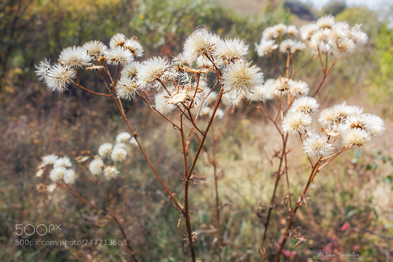 Sony Cyber-shot DSC-RX100 sample photo. Autumn fuzzies photography