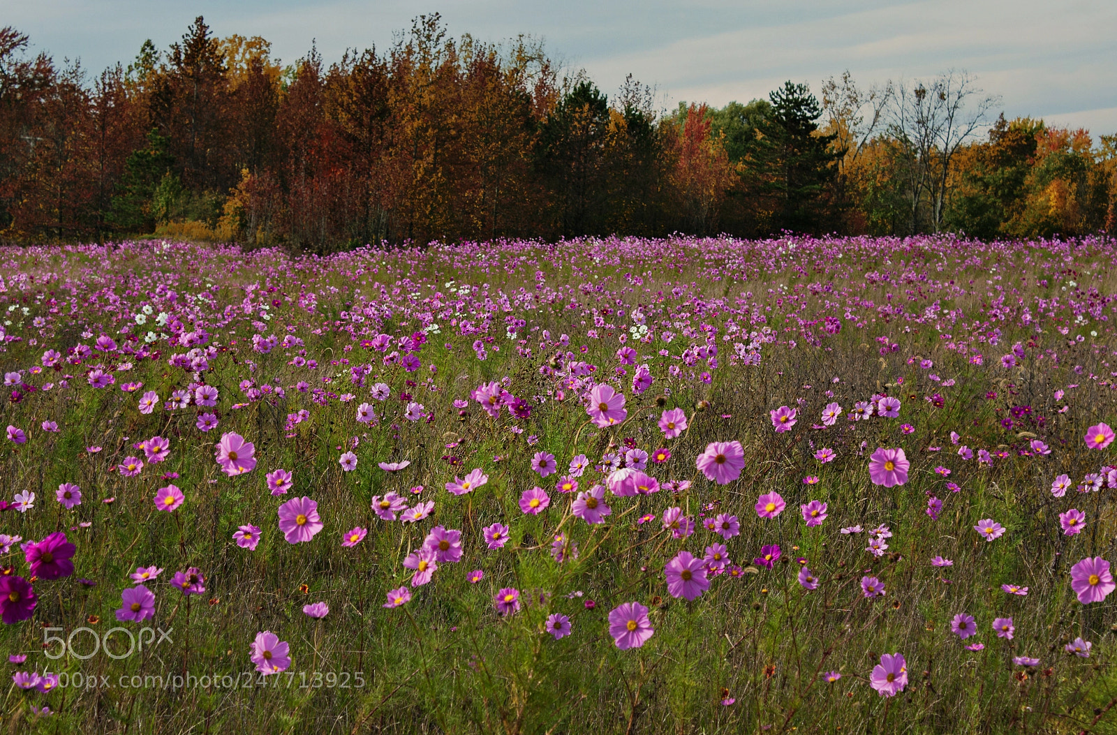 Canon EOS 1000D (EOS Digital Rebel XS / EOS Kiss F) sample photo. Autumn field photography