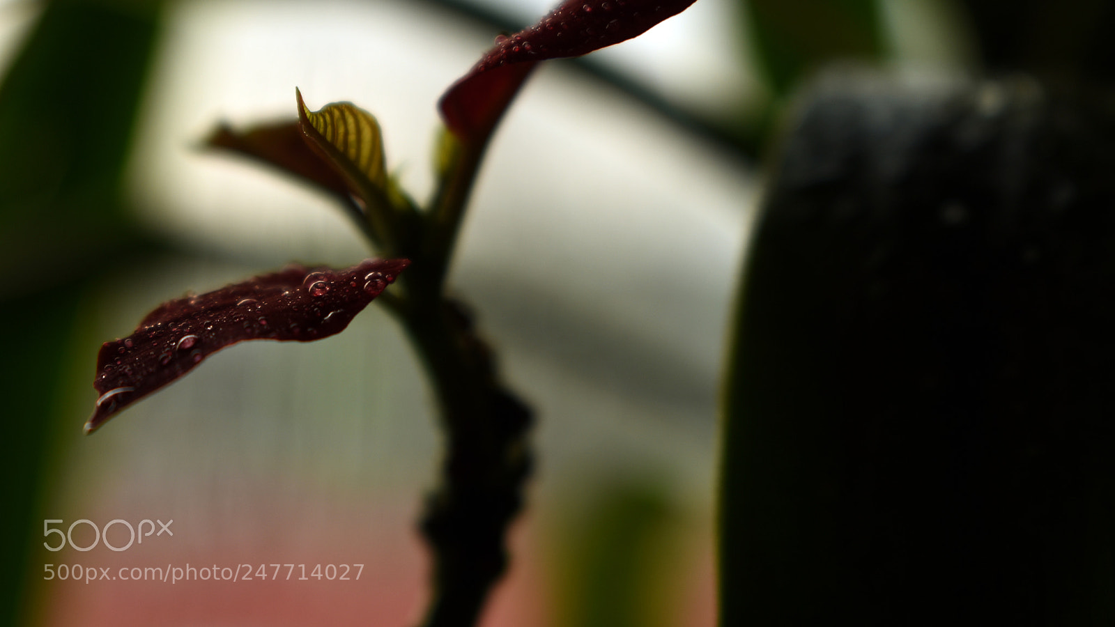 Nikon D3400 sample photo. Drops photography