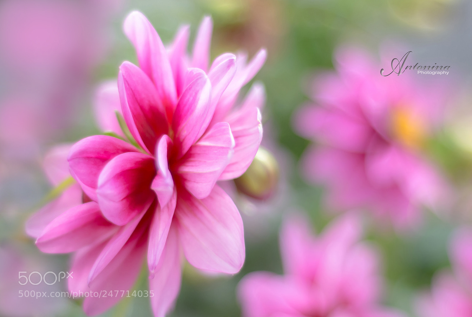 Nikon D7100 sample photo. Dahlias photography