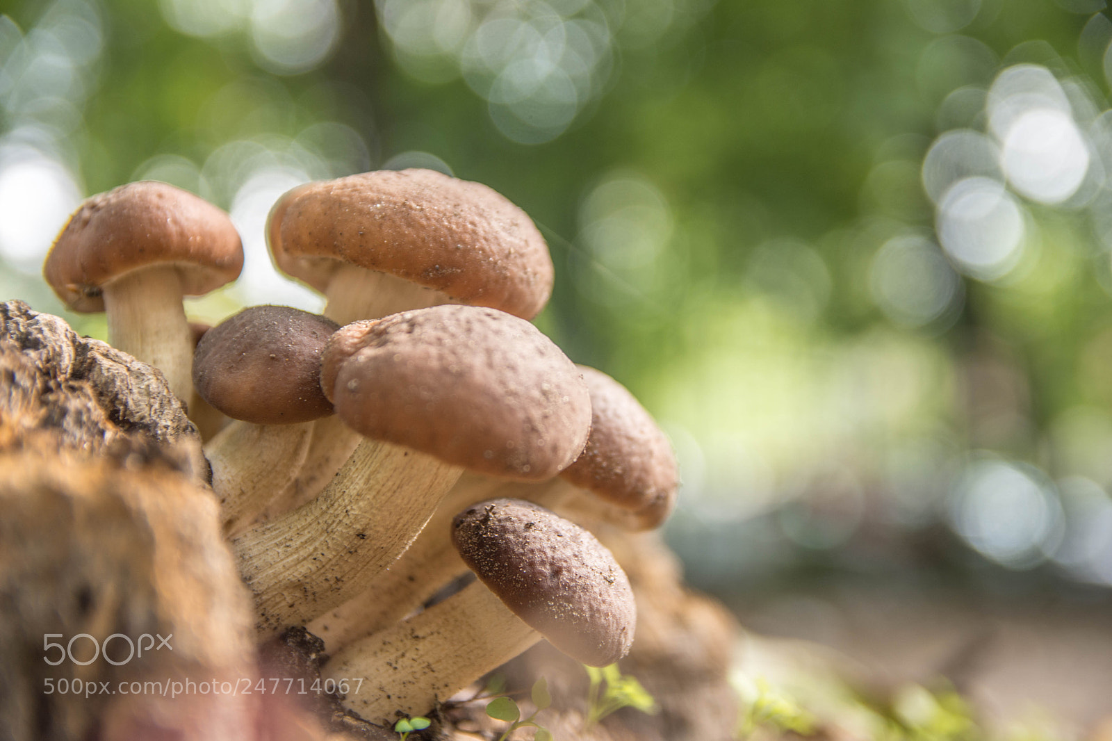 Nikon D7200 sample photo. Amazing image of mushrooms photography