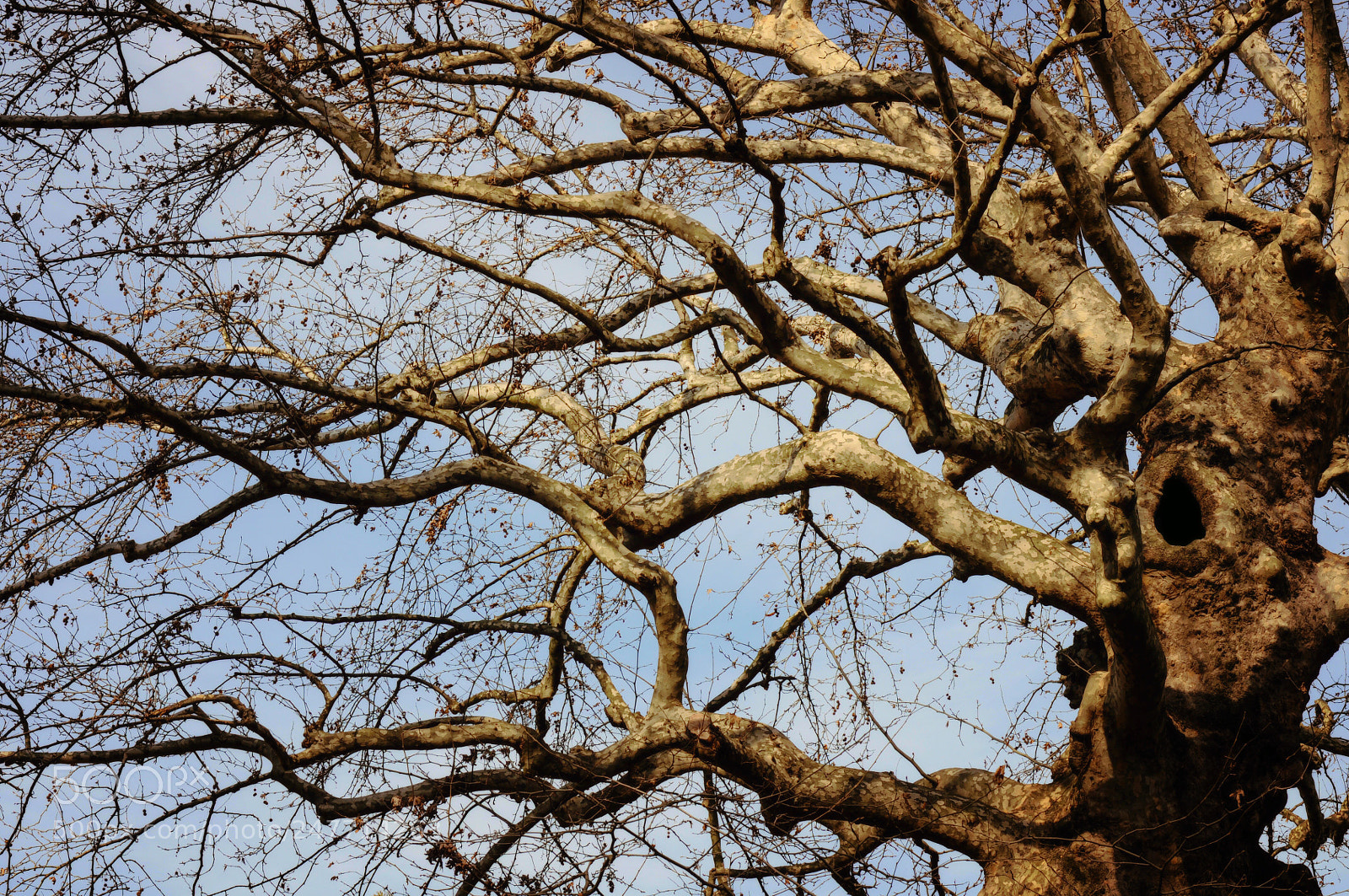 Nikon D90 sample photo. Dream and tree photography