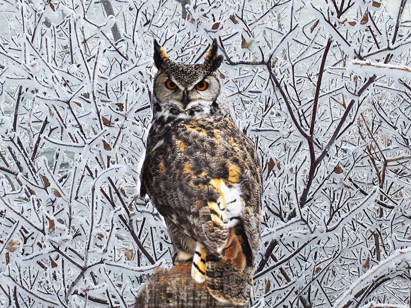 Apple iPhone 6s sample photo. Pasting owl picture on photography