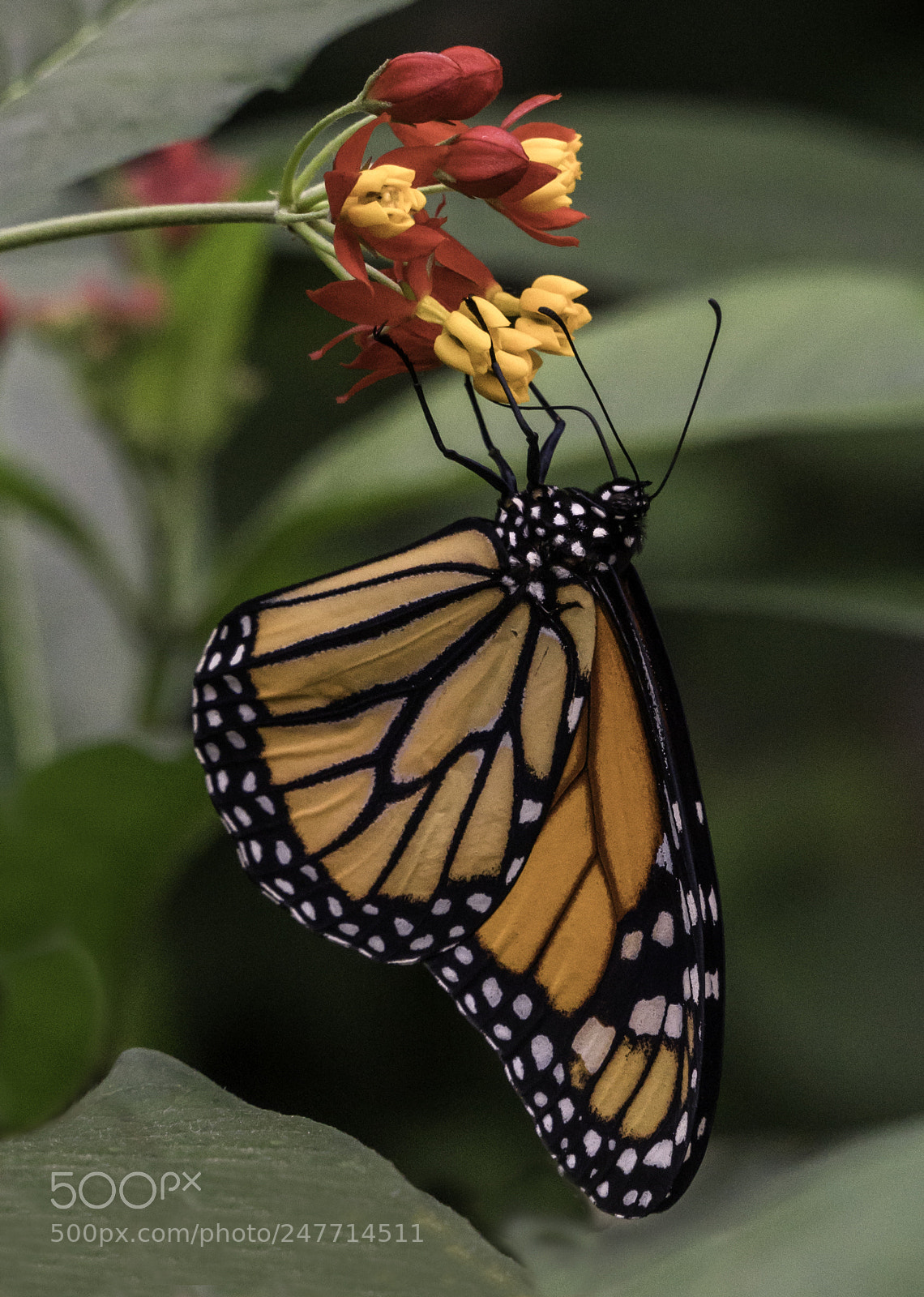 Sony a6500 sample photo. Papillons en liberté photography